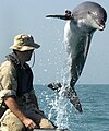 A dolphin named K-Dog used by the U.S. Navy for hunting mines
