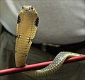 King cobra