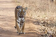 India has the majority of the world's wild tigers, numbering nearly 3,000 in 2019,[8] but the Bengal tiger is one of IUCN-designated endangered animals.[9] Shown here is Maya, a Bengal tigress of the Tadoba Andhari Tiger Reserve, Maharashtra.