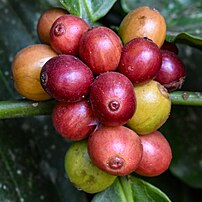 Drupes (« cerises ») de café robusta. (définition réelle 3 572 × 3 572)