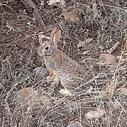 Brown rabbit