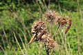 Arctium lappa