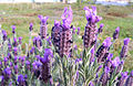 Fiori di Lavandula stoechas