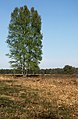 entre Uddel y Elspeet, el árbol en el campo