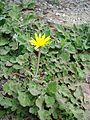 Vue générale de Arctotheca calendula.