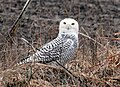 Snowy owl