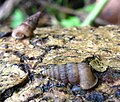 Sedmerospiralni sadar (Cochlostoma septemspirale); blatar