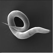 Caenorhabditis elegans, un nématode