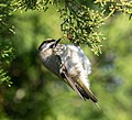 Image 21Golden-crowned kinglet