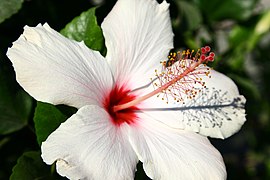 Pink and white hibiscus