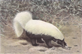 Ferkelskunk (Conepatus leuconotus)