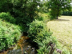 Le Lys au lieu-dit les Plaines, à Sarroux.