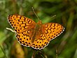 Argynnis aglaja