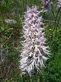 Orchis italica na serra de Enciña de Lastra.