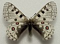 Parnassius epaphus abruptus