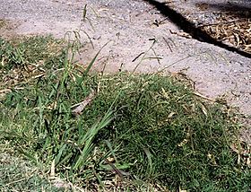 Paspalum dilatatum