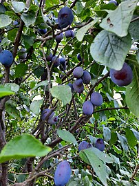 Ripe fruits