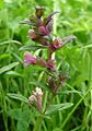 Red bartsia (Odontites vernus)