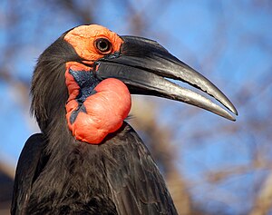 Süüdelk Hurnraawen (Bucorvus leadbeateri)