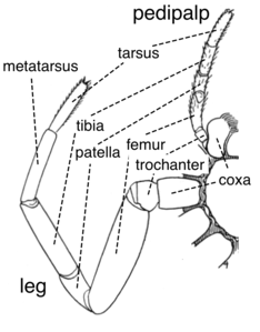 クモガタ類のクモの脚と触肢