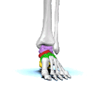 Tulang-tulang tarsus pada kaki