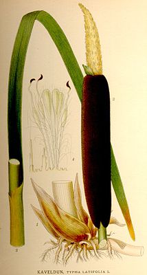 Рогоз широколистный (Typha latifolia) Ботаническая иллюстрация из книги К. А. М. Линдмана Bilder ur Nordens Flora, 1917—1926