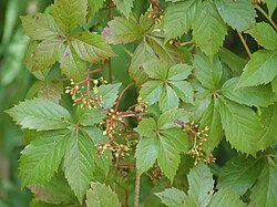 Parthenocissus quinquefolia.