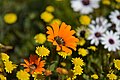 Gousblom flowering alongside smaller yellow flowers (possibly Cotula sericea)