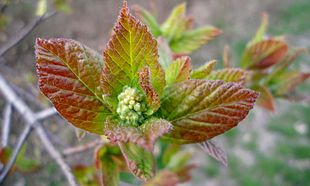 Russisk løn (Acer tataricum) Foto: Dimìtar Nàydenov