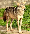 インドオオカミ Canis lupus pallipes