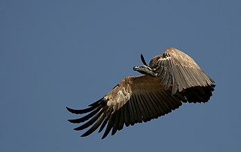 Vautour chassefiente en vol, province de Gauteng, Afrique du Sud (définition réelle 2 117 × 1 332)