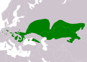 Natura arealo ﻿ Ĉiujare prezencoj Kompilita de "IUCN SSC Small Mammal Specialist Group 2020"