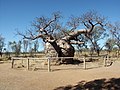 Australinis baobabas (Adansonia gregorii)