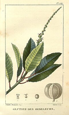 Sapium glandulosum