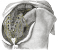 Diviziunile posterioare ale nervilor sacrali.