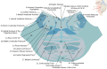 Cross section of lower pons showing the cochlear nucleus (#1) labeled at the top right.