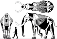 Steppe mammoth (M. trogontherii) around 3.9 metres (13 ft) tall in front-on (without head) side-on and top-down views