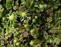 Marchantia polymorpha, oddelenie pečeňovky