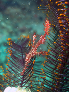 Poisson-fantôme arlequin (Solenostomus paradoxus)