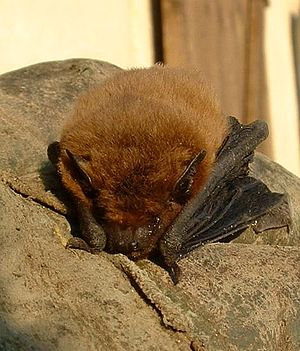 Pipistrellus pipistrellus