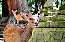 Deer in Nara Park