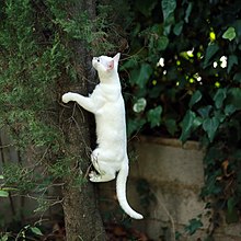 Photographie d’un chat escaladant un arbre.