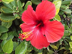 Red hibiscus in Alicante