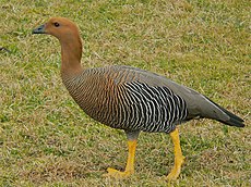 Ouette de Magellan femelle (Chloephaga picta),