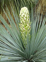 Yucca linearifolia