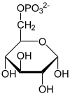 Strukturformel von α-D-Glucose-6-phosphat