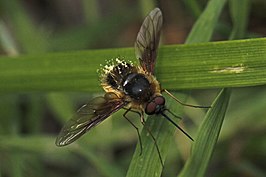 Bombylius mexicanus