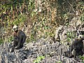 Trachypithecus poliocephalus au Parc National de Cát Bà, Viêt Nam.