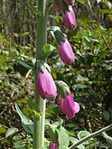 Digitalis purpurea