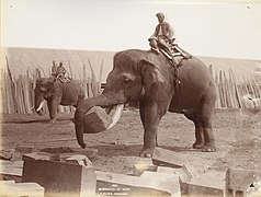 Elephants at work in Rangoon, 1907